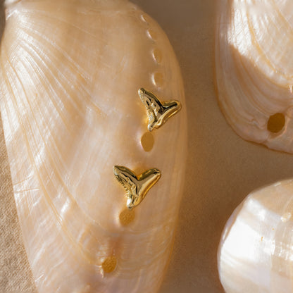 Shark Tooth Flatback Studs